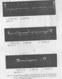 Di truyền phân tử part 5