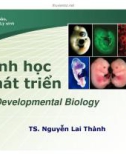 Sinh học phát triển (TS Nguyễn Lai Thành) - Chương 2.1