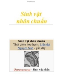 Sinh vật nhân chuẩn