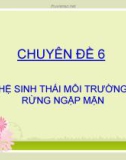 Chủ đề: Hệ sinh thái môi trường rừng ngập mặn