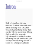 intron