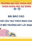 Báo cáo: Hình thái cấu tạo thích nghi của thực vật ở môi trường đất lầy ngập mặn