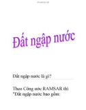 Đất ngập nước là gì?