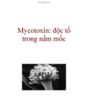 Mycotoxin: độc tố trong nấm mốc