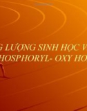 Năng lượng sinh học và Sự Phosphoryl- oxy hoá