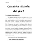 Vi sinh vật - Các nhóm vi khuẩn chủ yếu 2