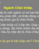 Chương 5: Ngành Chân khớp