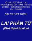 LAI PHÂN TỬ (DNA Hybridization)