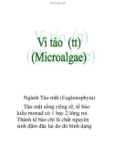 Vi tảo (part 7)