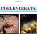 Bài giảng Cổ sinh vật học - Chương 6: Ngành Coelenterata