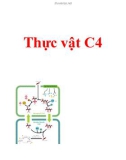 Tự nhiên,sinh học, C4, thực vật, cacbon,qang hợp,điôxít cacbon,Calvin-Benson