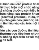 BÀI GIẢNG: TẾ BÀO HỌC