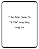 Trống Đồng Hoàng Hạ Á Hậu trống Đồng Đông Sơn