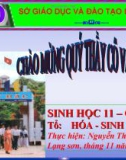 Bài giảng Sinh học 11 - Bài 12: Hô hấp ở thực vật (Nguyễn Thị Nhàn)