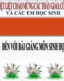 Bài giảng Sinh học 11 - Bài 3: Thoát hơi nước (Hồ Hoàn Mai)