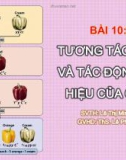 Giáo án điện tử sinh học: Sinh học lớp 12-Tương tác Gen và tác động của Gen