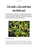 Cây quất – Cây cảnh đẹp, cây thuốc quý