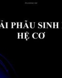 Giải phẫu sinh lý hệ cơ