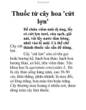 Thuốc từ cây hoa 'cứt lợn'