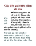 Cây dền gai chữa viêm da mủ