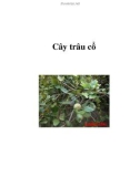 Cây trâu cổ