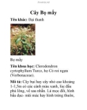 Cây Bọ mẩy