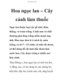 Hoa ngọc lan – Cây cảnh làm thuốc