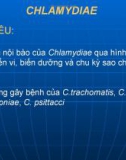 Bài giảng: Chlamydia