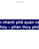 Bài giảng Phân nhánh phế quản và các thùy – phân thùy phổi