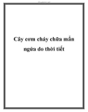 Cây cơm cháy chữa mẩn ngứa do thời tiết