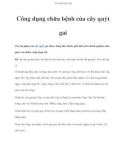 Công dụng chữa bệnh của cây quýt gai