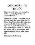 QUẢ XOÀI – VỊ THUỐC