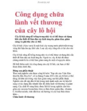 Công dụng chữa lành vết thương của cây lô hội