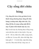 Cây sống đời chữa bỏng