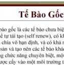 Tế Bào Gốc