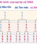 Mô hình của sự tự x2 DNA