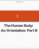 Lecture Human anatomy and physiology - Chapter 1: The human body: An orientation (part b)