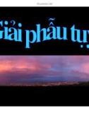 GIẢI PHẪU TỦY