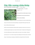 Cây Vấn vương chữa khớp