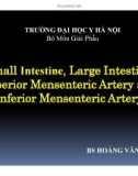 Bài giảng Small Intestine, Large Intestine Superior Mensenteric Artery and Inferior Mensenteric Artery - BS. Hoàng Văn Sơn