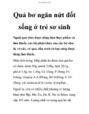 Quả bơ ngăn nứt đốt sống ở trẻ sơ sinh