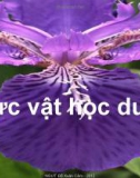 Thực vật học dược