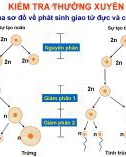 Bài giảng môn Sinh học lớp 9 - Bài 12: Cơ chế nhiễm sắc thể xác định giới tính