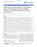 Báo cáo khoa học: Hypertrophic cardiomyopathy in young Maine Coon cats caused by the p.A31P cMyBP-C mutation - the clinical significance of having the mutation