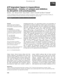 Báo cáo khoa học: ATP-dependent ligases in trypanothione biosynthesis – kinetics of catalysis and inhibition by phosphinic acid pseudopeptides