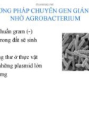 PHƯƠNG PHÁP CHUYỂN GEN GIÁN TIẾP NHỜ AGROBACTERIUM