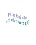 phân loại các chi nấm men (tt)