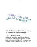 phân loại các chi nấm men (tt)