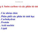 Sườn carbon và các phân tử sinh học