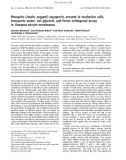 Báo cáo khoa học: Mosquito (Aedes aegypti ) aquaporin, present in tracheolar cells, transports water, not glycerol, and forms orthogonal arrays in Xenopus oocyte membranes